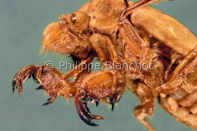 Tibicina haematodes larve.JPG - in "Portraits d'insectes" ed. SeuilTibicina haematodesCigale rouge europeenneexuvie larvaireRed cicadaHemipteraCicadidaeFrance